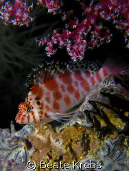 Spotted hawkfish taken at the housereef of Bituon Beach ,... by Beate Krebs 